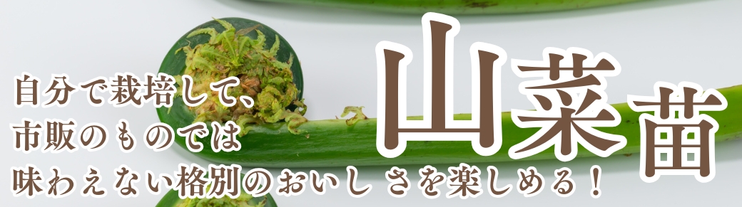 シクラメン苗